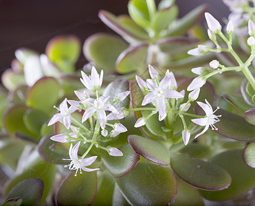 鲜花花园宏观叶子植物学植物花瓣季节礼物植物群玫瑰图片