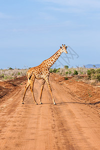 肯尼亚自由吉拉费野生动物脖子公园天空大草原旅游橙子哺乳动物假期侧影图片