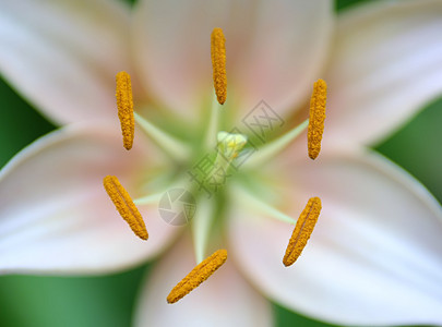 对称花朵贴合高清图片