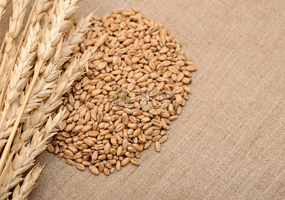 粗布背景的小麦耳朵边框面包国家谷物麻布粮食种子收成织物稻草边界图片