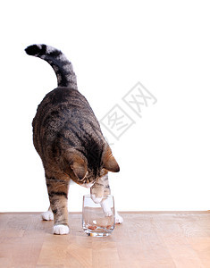 用玻璃在桌上的可爱猫咪图片