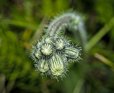 植物的发芽花园植物学生长蔬菜生活植物群环境叶子绿色园艺图片