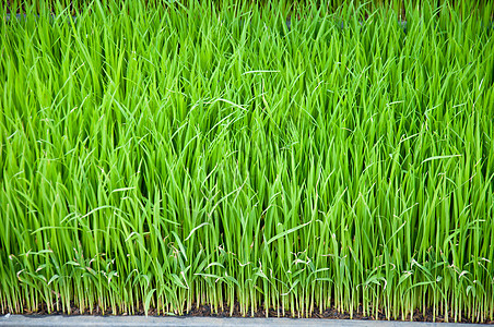 绿稻田农业种植园国家绿色农场粮食农田叶子谷物生长图片