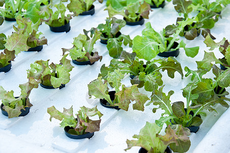 水溶技术国家生长种植园粮食热带场地食物地面绿色农业图片