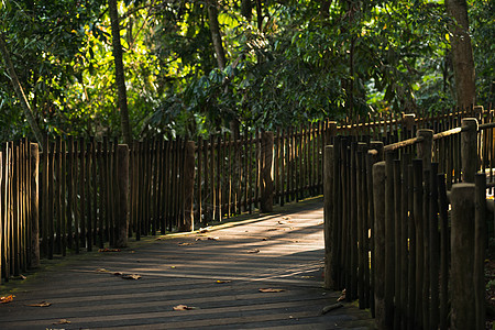 热带森林木林桥踪迹叶子途径阴影小路人行道探索丛林木头旅游图片