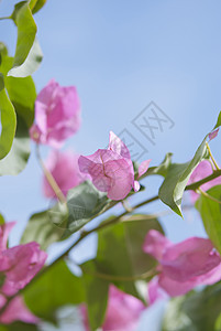 布干维尔a装饰植物学植物群花园太阳紫色风格叶子天空植物图片