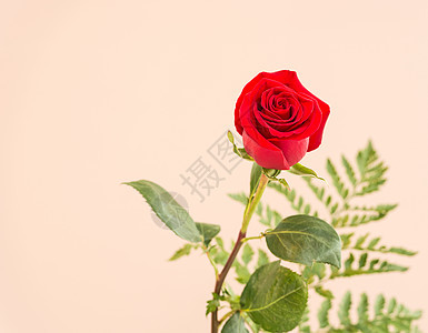 玫瑰对象红色绿色影棚色彩叶子前景背景图片