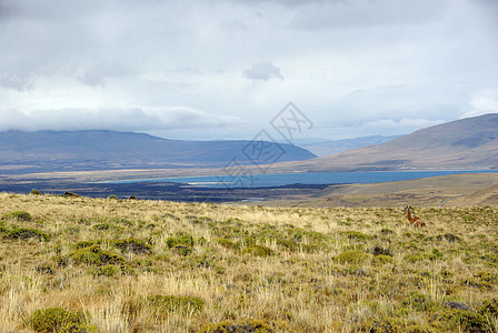 智利的景观草原农村爬坡场地国家风景全景多云乡村草地图片