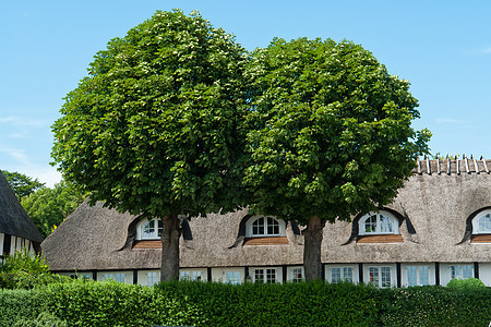 房子前面的橡树树图片