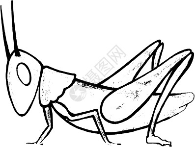 蚂蚱插图草图昆虫动物绘画手绘天线翅膀身体图片