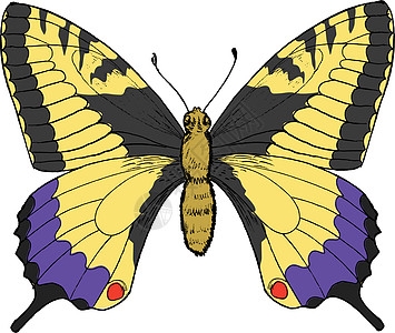 燕尾黄色昆虫学蓝色森林插图杂色翅膀鳞翅目航班标识图片
