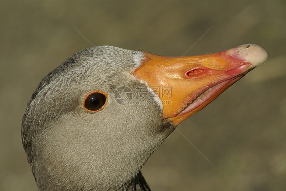 灰岩鹅动物野鸟野生动物羽毛图片