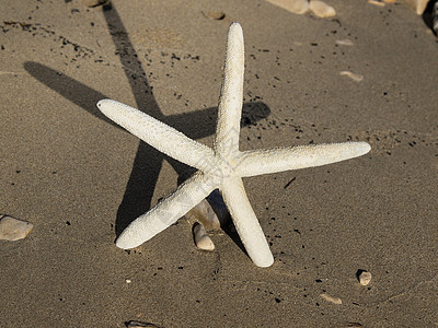 亚星鱼海洋贝壳天空海岸海浪旅游蓝色情调热带海星图片