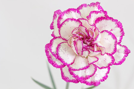 白紫康乃馨植物墙纸白色石竹美丽晴天紫色花园花瓣植物群图片