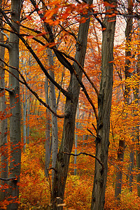 秋季植物树木叶子棕色森林国家环境农村风景场景图片