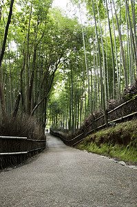 日本京都阿拉希山的竹木林寺庙世界木头花园竹子遗产树林叶子森林情调图片