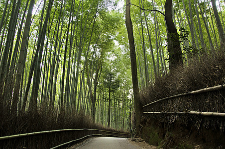 日本京都阿拉希山的竹木林寺庙文化栅栏生长环境森林树林植被地标世界图片