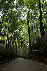 日本京都亚林山著名的竹木树林花园植被小路寺庙生长竹子佛教徒地标木头环境图片