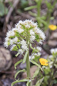 白野花植物群叶子场地绿色草地植物花瓣黄色野花白色图片