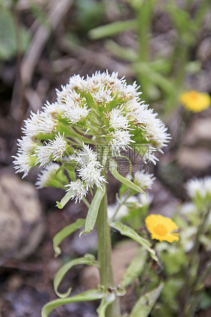 白野花植物群叶子场地绿色草地植物花瓣黄色野花白色图片