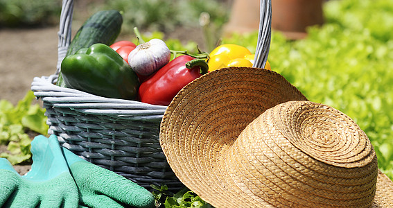 在园中新鲜采摘的蔬菜篮子手套环境绿色文化花园草帽柳条乡村土地靴子图片