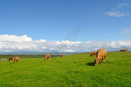 牧牛在草原上放牧背景图片