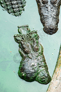 来自泰国的成年鲜水鳄鱼眼睛皮肤食肉生物动物园沼泽皮革两栖动物力量图片