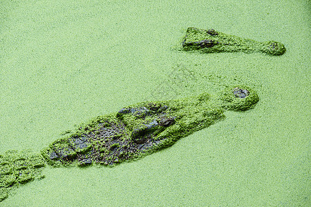 来自泰国的成年鲜水鳄鱼皮革热带捕食者两栖沼泽野生动物牙齿动物眼睛危险图片