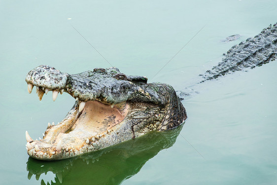 来自泰国的成年鲜水鳄鱼生物猎人野生动物动物捕食者眼睛两栖皮肤热带食肉图片