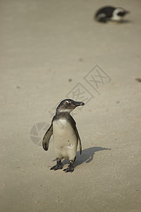 非洲青年企鹅组织保护海滩巨石笨蛋鲈鱼图片