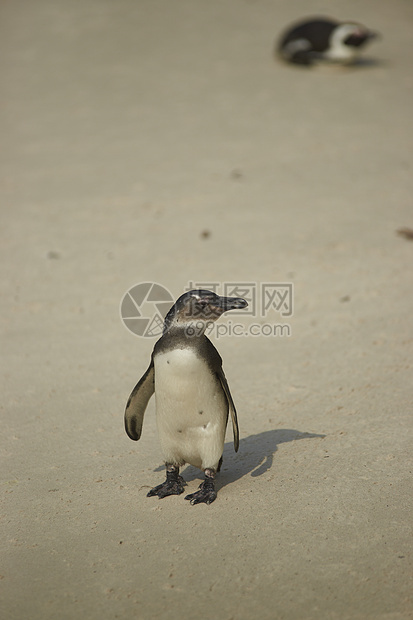 非洲青年企鹅组织保护海滩巨石笨蛋鲈鱼图片