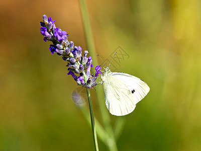 氯氟化物宏观休息紫色白色薰衣草香水昆虫背景图片
