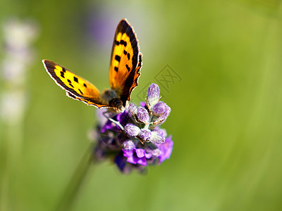 氯氟化物香水白色薰衣草休息宏观紫色昆虫背景图片