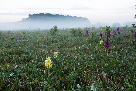 迷雾草原的兰花图片