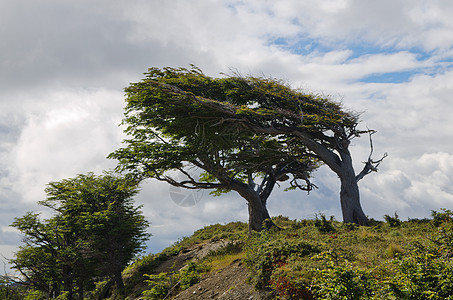 费尔南蒂埃拉德尔富埃戈 巴塔哥尼亚 阿根廷爬坡道火地树木植物风景图片