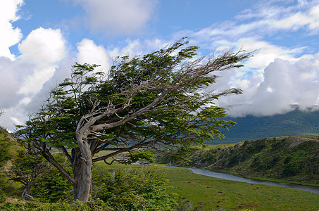 费尔南蒂埃拉德尔富埃戈 巴塔哥尼亚 阿根廷树木风景植物爬坡道火地图片