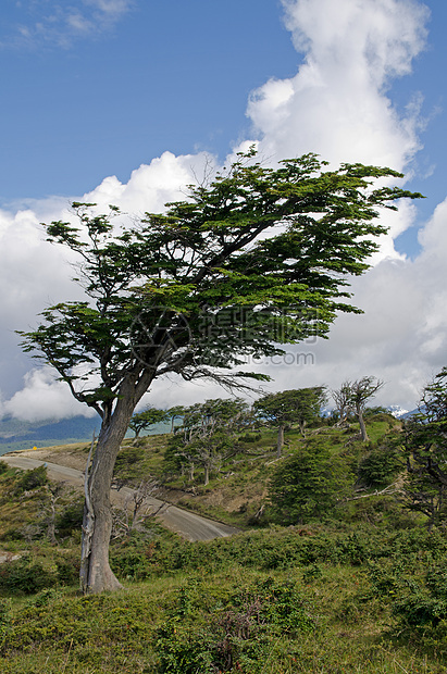 费尔南蒂埃拉德尔富埃戈 巴塔哥尼亚 阿根廷风景植物树木火地爬坡道图片