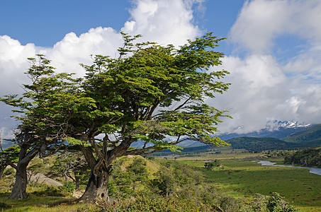 火林(蒂埃拉德尔富埃戈) 巴塔哥尼亚 阿尔根的风生树图片