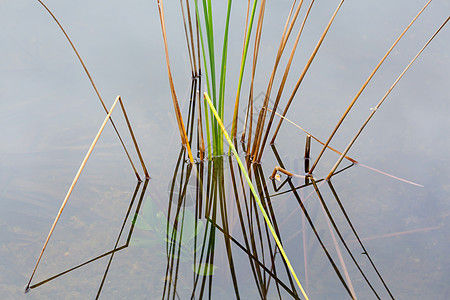 佛罗里达Everglades荒无人烟的牧草床风景芦苇绿色湿地公园反思棕色旅行池塘假期图片