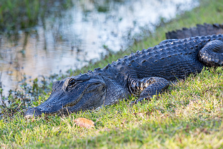 Everglades 的鳄鱼近距离热带动物蜥蜴皮肤野生动物荒野牙齿爬虫绿色生物图片