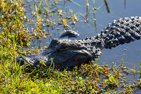 Everglades 的鳄鱼近距离热带荒野爬虫动物宏观沼泽皮肤沼泽地生物食肉图片