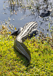 Everglades 的鳄鱼近距离绿色动物蜥蜴鳞片状热带沼泽地沼泽生物宏观皮肤图片