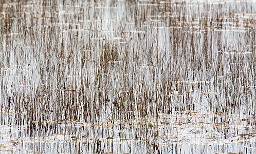 佛罗里达Everglades荒无人烟的牧草床棕色植物反射假期沼泽风景湿地旅行公园沼泽地图片