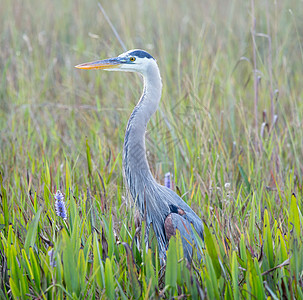 佛罗里达湿地的蓝色大海隆图片