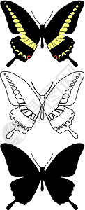蝴蝶骨骼小路漏洞野生动物框架翅膀鳞翅脉络圆圈昆虫图片