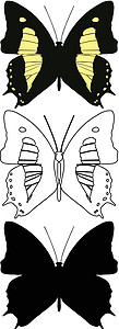 蝴蝶昆虫骨骼漏洞翅膀插图框架装饰野生动物圆圈脉络图片