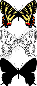 蝴蝶小路骨骼漏洞野生动物翅膀框架插图脉络鳞翅昆虫图片