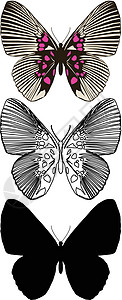 蝴蝶框架昆虫骨骼脉络翅膀圆圈装饰野生动物鳞翅插图图片