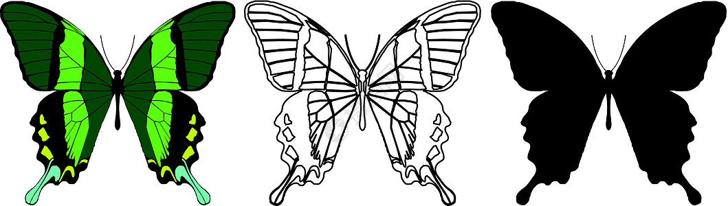 蝴蝶小路野生动物漏洞框架鳞翅昆虫插图脉络装饰圆圈图片