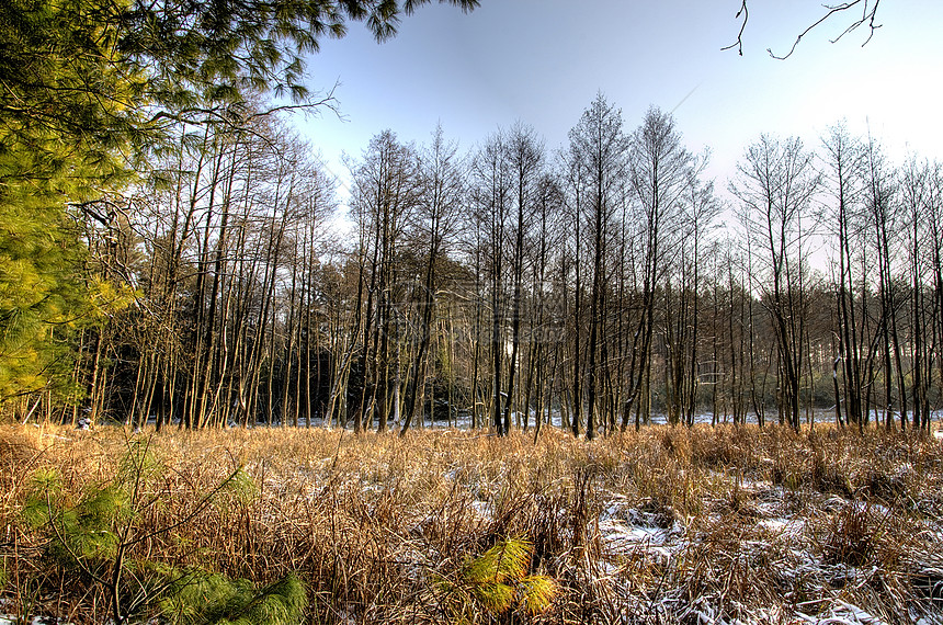 冬季Alder沼泽林图片